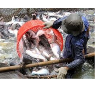Xây Dựng Chuỗi Cung Ứng Cá Tra, Cá Basa Bền Vững Tại Việt Nam