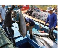 Bình Định Hỗ Trợ Ngư Dân Đánh Bắt Cá Ngừ Đại Dương
