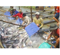 Hộ Nuôi Cá Tra Quy Mô Nhỏ Cần Liên Kết Lại Để Tiếp Tục Phát Triển