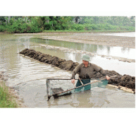 Huyện Hoằng Hóa (Thanh Hóa) Thả Nuôi 90 Triệu Con Tôm Giống