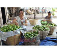 Xoài Phú Bổn Vào Mùa Chín Quả