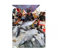 Việt Nam Đặt Mục Tiêu Xuất Khẩu Cá Ngừ Đạt 560 Triệu USD