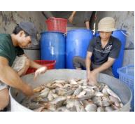 Cá đồng xuất khẩu mạnh sang Campuchia