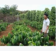 Lâm Đồng sẽ là trung tâm cà phê Arabica