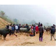 Si Ma Cai (Lào Cai) triển khai dự án chăn nuôi gia súc chất lượng cao