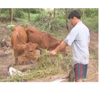 Một số lưu ý khi khởi sự nuôi bò sữa ở nông hộ