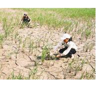 Các hợp tác xã thủy nông “dốc sức” chống hạn cho cây lúa 