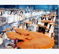Cơ sở sản xuất nấm linh chi lớn nhất Đông Triều (Quảng Ninh)