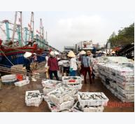 Ngư dân Quỳnh Lưu được mùa cá hố