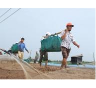 Vẫn lo an toàn thực phẩm cho nông sản xuất khẩu