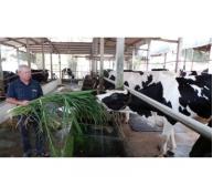 Chuyện nuôi bò sữa ở vùng đất thép Củ Chi