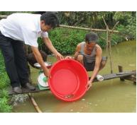 Triển vọng nuôi cá chạch ở Đạ Huoai (Lâm Đồng)