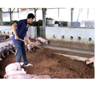 Anh Nguyễn Văn Triết thành công với mô hình kinh tế vườn và chăn nuôi heo trên đệm lót sinh thái
