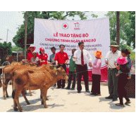 Prudential trao tặng 50 con bò cho các hộ nghèo tại Gia Lai