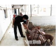 Nam Định đẩy mạnh tiêm phòng vụ xuân cho đàn gia súc, gia cầm