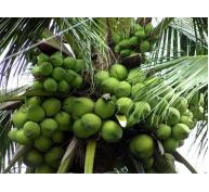 Doanh nghiệp đóng vai trò dẫn dắt trong chuỗi giá trị dừa