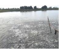 Hiệu quả sử dụng đất ngập nước trồng lúa để xử lý nước ô nhiễm của ao ươm cá tra