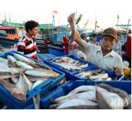 Ninh Thuận khởi động vụ cá Nam