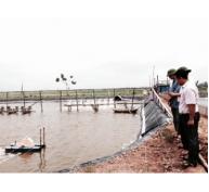 Nông dân Kim Sơn đầu tư lớn cho vụ nuôi tôm mới
