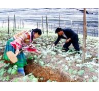 Si Ma Cai (Lào Cai) mở rộng diện tích trồng cây tam thất lên gần 7,5 ha