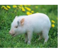 Ảnh hưởng của chế độ ăn ít đạm tới kiểu gen nạc của lợn tăng trưởng, thức ăn, lượng tiêu thụ Nitơ và các chỉ số về mỡ
