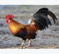 Ảnh hưởng của rơm lót chuồng tới bệnh viêm chân (pododermatitis) ở gà trống