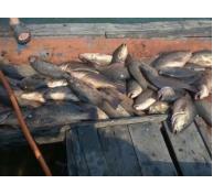 Cá chết tại miền trung có thể do độc tố cực mạnh từ sinh, hóa học
