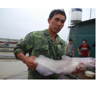 Cá nheo Mỹ dậy sóng sông Kinh Thầy