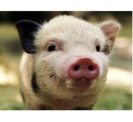 Các hợp chất của kẽm ảnh hưởng tới hoạt động của lợn