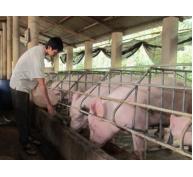 100.000 hộ chăn nuôi nói không với chất cấm