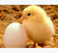 Công nghệ mới giúp bảo quản trứng lâu hơn