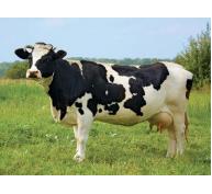 Công nghệ mới hỗ trợ nông dân nuôi bò sữa