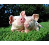 Giảm lượng prôtêin trong khẩu phần ăn để lợn có đường tiêu hoá khoẻ mạnh hơn