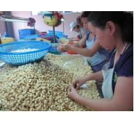 Nguy cơ cho ngành xuất khẩu điều của Việt Nam