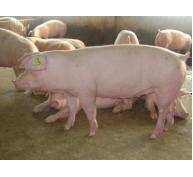 Nghiên cứu về sự thay đổi trọng lượng của lợn
