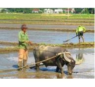 Lo nguồn giống lúa tốt cho nông dân Bình Định