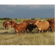 Nông dân nuôi bò sữa có thể chống lại mối đe dọa của bệnh Johne
