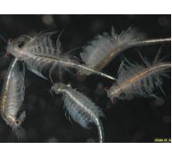 Bạc Liêu phấn đấu có 500ha nuôi Artemia