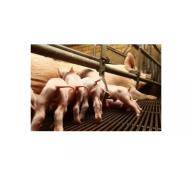 Tăng cường khả năng miễn dịch cho lợn với chất phụ gia men