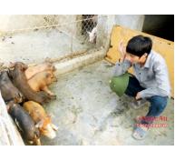 Phát triển đàn lợn rừng ở Nghi Lộc (Nghệ An)
