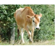 Phân tích DNA có thể giúp lựa chọn các giống bò tốt nhất