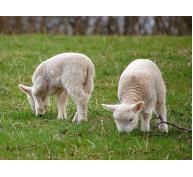 Tác dụng của bã củ cải đường trong chăn nuôi lợn nái và cừu