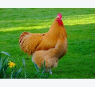Tăng hiệu quả kinh tế nhờ sử dụng chế phẩm thảo dược trong chăn nuôi gà