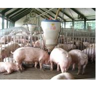 Thay thế kháng sinh bổ sung trong chăn nuôi - Phần 2 (Phần cuối)