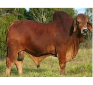 Thử nghiệm xác định thủ phạm gây bệnh đặc xương ở bò Red Angus