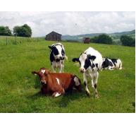Thuốc diệt cỏ atrazine ảnh hưởng đến khả năng sinh sản của nhiều loài động vật