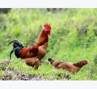 Tiêm vắc-xin cho gà giúp tăng cường vệ sinh an toàn thực phẩm