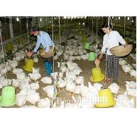 Kinh nghiệm phát triển chăn nuôi trang trại ở Hiển Khánh