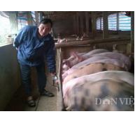 Cách làm… khác người của chủ trang trại lợn tiền tỷ