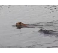 Truy tìm cá sấu trên sông Soài Rạp